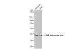 POLB Antibody in Western Blot (WB)