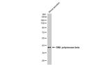 POLB Antibody in Western Blot (WB)