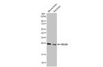 RGS4 Antibody in Western Blot (WB)