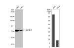 ACSL1 Antibody in Western Blot (WB)