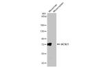 ACSL1 Antibody in Western Blot (WB)