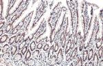 TRIM28 Antibody in Immunohistochemistry (Paraffin) (IHC (P))