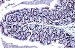 TRIM28 Antibody in Immunohistochemistry (Paraffin) (IHC (P))