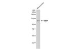 TRIM28 Antibody in Western Blot (WB)