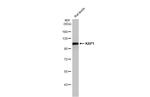 TRIM28 Antibody in Western Blot (WB)