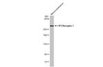 IP3 Receptor 1 Antibody in Western Blot (WB)