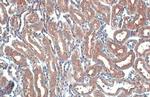 eIF4E Antibody in Immunohistochemistry (Paraffin) (IHC (P))