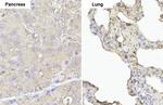 eIF4E Antibody in Immunohistochemistry (Paraffin) (IHC (P))