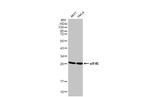 eIF4E Antibody in Western Blot (WB)