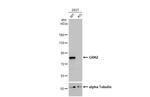 GRK2 Antibody in Western Blot (WB)