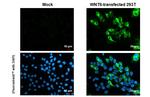 WNT6 Antibody in Immunocytochemistry (ICC/IF)