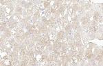 WNT6 Antibody in Immunohistochemistry (Paraffin) (IHC (P))