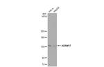 ADAM17 Antibody in Western Blot (WB)