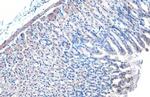 IKK gamma Antibody in Immunohistochemistry (Paraffin) (IHC (P))