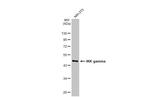 IKK gamma Antibody in Western Blot (WB)