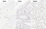 U2AF2 Antibody in Immunohistochemistry (Paraffin) (IHC (P))