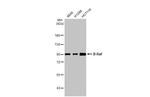 B-Raf Antibody in Western Blot (WB)