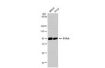 B-Raf Antibody in Western Blot (WB)