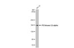 PIK3C2A Antibody in Western Blot (WB)