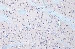 OGT Antibody in Immunohistochemistry (Paraffin) (IHC (P))