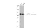 OGT Antibody in Western Blot (WB)