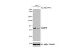 AF9 Antibody in Western Blot (WB)