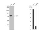 AF9 Antibody in Western Blot (WB)