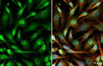 SETDB1 Antibody in Immunocytochemistry (ICC/IF)