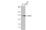 SETDB1 Antibody in Western Blot (WB)