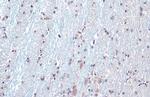 SOD1 Antibody in Immunohistochemistry (Paraffin) (IHC (P))