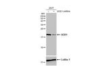 SOD1 Antibody in Western Blot (WB)