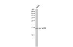 SOD1 Antibody in Western Blot (WB)