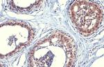 SOD1 Antibody in Immunohistochemistry (Paraffin) (IHC (P))