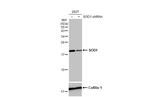 SOD1 Antibody in Western Blot (WB)