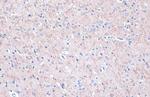 MAP2 Antibody in Immunohistochemistry (Paraffin) (IHC (P))