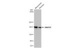 SNAP91 Antibody in Western Blot (WB)