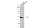 HCK Antibody in Western Blot (WB)