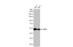 HCK Antibody in Western Blot (WB)