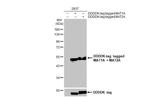 MAT1A/MAT2A Antibody in Western Blot (WB)