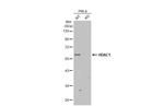 HDAC1 Antibody in Western Blot (WB)