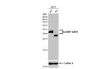 hnRNP A2B1 Antibody in Western Blot (WB)