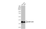 hnRNP A2B1 Antibody in Western Blot (WB)