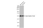 Beta III Tubulin Antibody in Western Blot (WB)