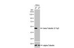 Beta III Tubulin Antibody in Western Blot (WB)