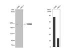 KIAA1429 Antibody in Western Blot (WB)