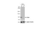 B-Raf Antibody in Western Blot (WB)