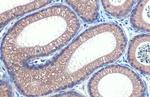 HHIP Antibody in Immunohistochemistry (Paraffin) (IHC (P))