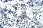 HHIP Antibody in Immunohistochemistry (Paraffin) (IHC (P))