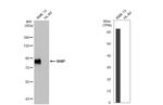 HHIP Antibody in Western Blot (WB)