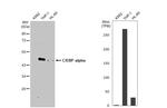 C/EBP alpha Antibody in Western Blot (WB)